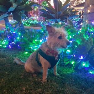 🎄🐾🎁HAPPY HOLIDAYS EVERYONE!!!🎁🐾🎄